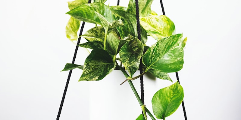 欧洲冠军联赛标志及足球比赛精彩瞬间